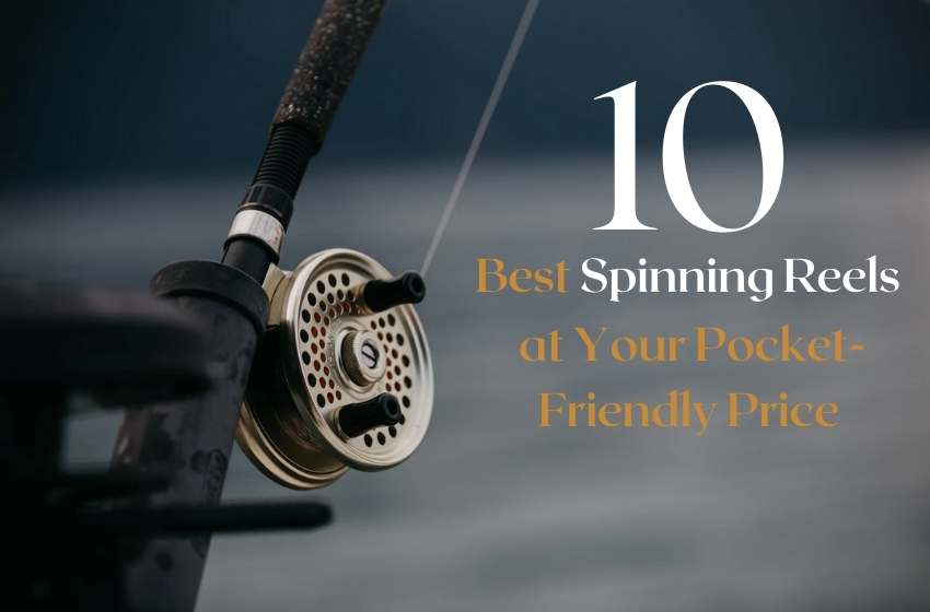 Best Spinning Reels